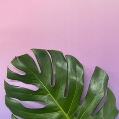 お買い得！！セニアカー定価30万8000