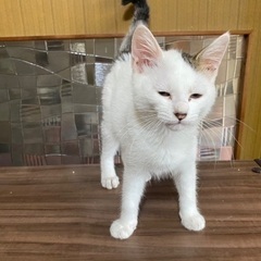 生後2〜3ヶ月の子猫ちゃん達