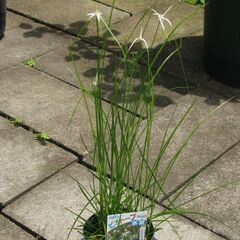 湿性植物【シラサギカヤツリ鉢 水辺の植物】樹高25cm