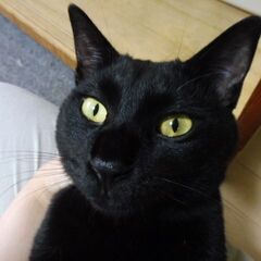 決まりました。成猫　トライアル カイトくん　甘えっ子 美猫