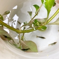ミナミヌマエビ 10匹から