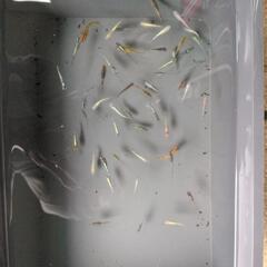 めだか　メダカ　ラメラメ　50匹の画像