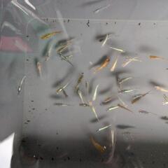 めだか　メダカ　ラメラメ　50匹の画像