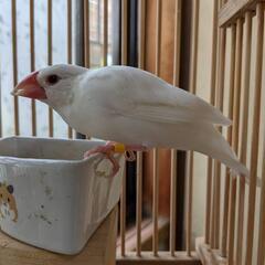 白文鳥 １羽 (慣れれば手にも乗ります)
