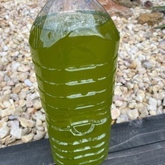 グリーンウォーターありますの画像