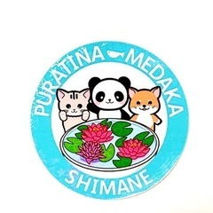 プラチナメダカ　メダカ販売の画像