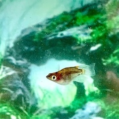 プラチナメダカ　メダカ販売の画像