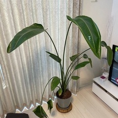 ストレチアオーガスタ　高さ約1m50cm  特大　サイズ