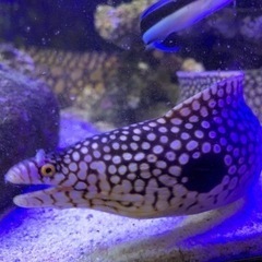 ウツボ　(メラノティス)  クモウツボ　70センチと40センチの画像