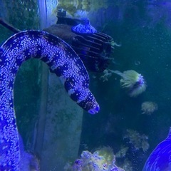 ウツボ　(メラノティス)  クモウツボ　70センチと40センチの画像