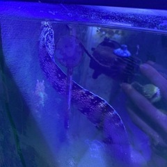ウツボ　(メラノティス)  クモウツボ　70センチと40センチの画像