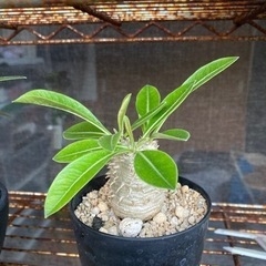 塊根　植物　大黒の画像