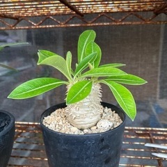 塊根　植物　大黒の画像