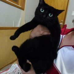 決まりました。感謝 成猫トライアル、ちなつちゃん　人懐っこい黒猫...