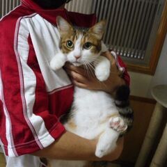 j決定です　れいこちゃん　人懐っこい三毛　４歳