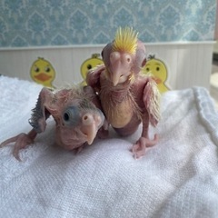 オカメインコのブリーダーをやっています。