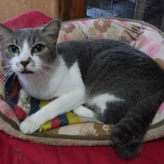 ルルちゃん★決定 、グレーｘ白　寂しがり屋　４歳 − 愛媛県