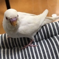セキセイインコを探しています