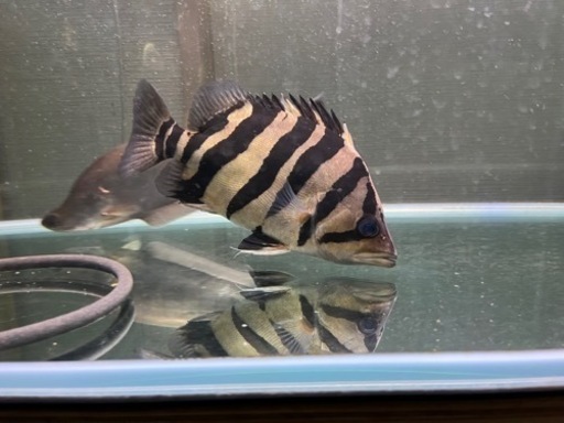 ダトニオプラスワン（スマトラタイガー）