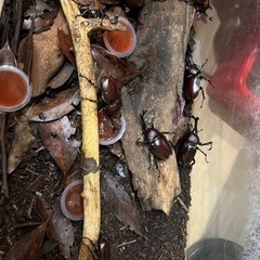 カブトムシ