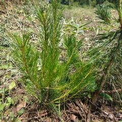 草刈り、植木の伐採格安でやります