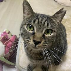 甘えん坊なキジトラ  オス   3才   ④
