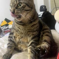 ぷくぷく愛らしいキジトラ  オス  3才  ⑤