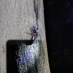 シーズンインです！！カブクワw − 埼玉県