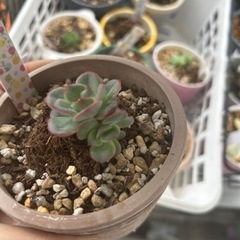 増えてしまった多肉植物の里親を募集します◯掲載価格は無視して下さい、画像は参考です説明を読んで下さい