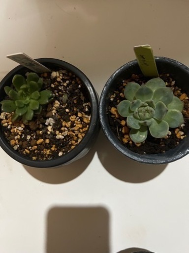 増えてしまった多肉植物の里親を募集します◯掲載価格は無視して下さい、画像は参考です説明を読んで下さい