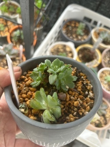 増えてしまった多肉植物の里親を募集します◯掲載価格は無視して下さい、画像は参考です説明を読んで下さい