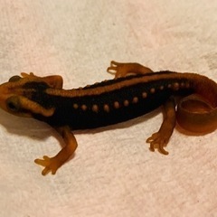 ミナミイボイモリ セミアダルトの画像