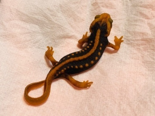 ミナミイボイモリ セミアダルト