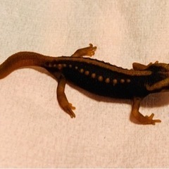 ミナミイボイモリ セミアダルト
