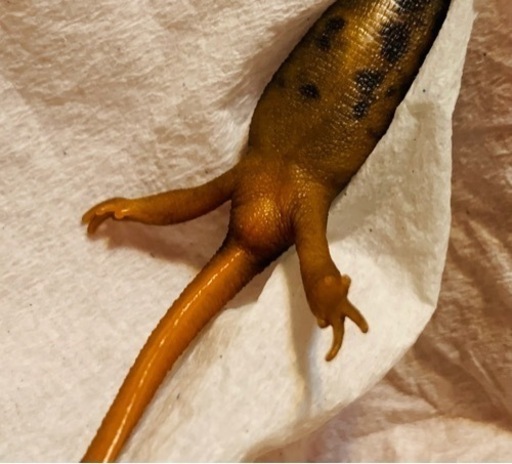 ミナミイボイモリ セミアダルト