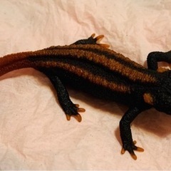 【お話中,手渡し優先】コイチョウイボイモリ セミアダルト♀の画像