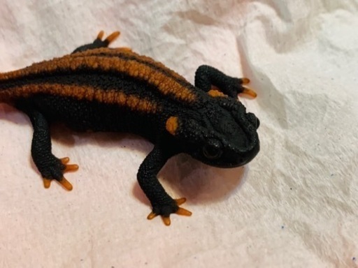 【お話中,手渡し優先】コイチョウイボイモリ セミアダルト♀