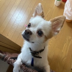 7月中まで　助けてください。ロングコートチワワ