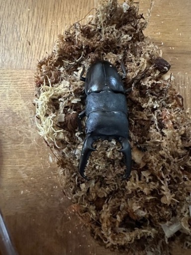 ヘラクレスオオカブト♂♀パラワンオオヒラタ♂♀