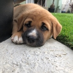 仔犬　