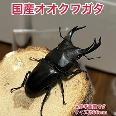 ！全て売り切れました！オオクワガタ⑤
