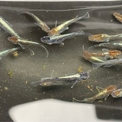 メダカ　ブロンズ×エメキンの画像