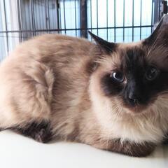 シャム風にゃんこ☘️１歳
