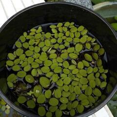 オオサンショウモ（最低洗面器2杯）