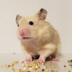 ハムスターの里親になって下さる方を探しています
