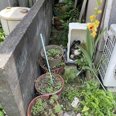 鉢植え、鉢セット