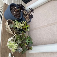 多肉植物差し上げます