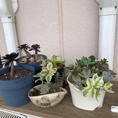 多肉植物差し上げますの画像