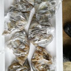 釣り　エサシガヤーの画像