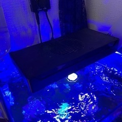 水槽ライト　サンゴ飼育用の画像